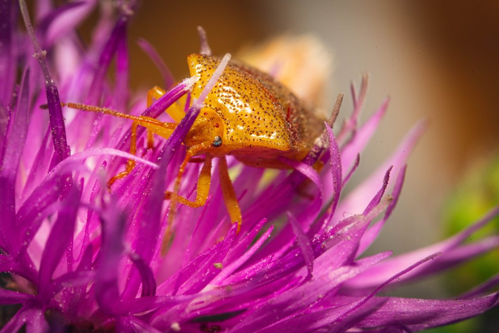 Rice stink bug perched on purple flower