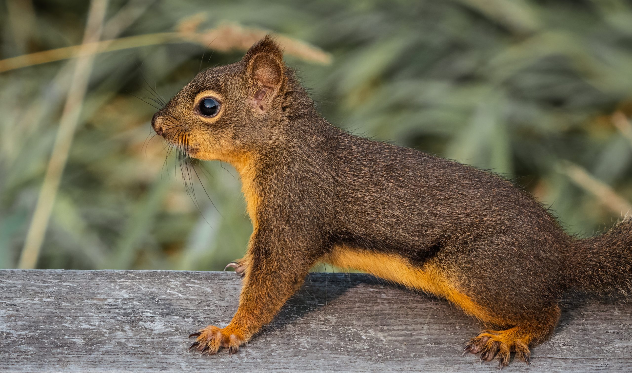 squirrel are looking around scaled