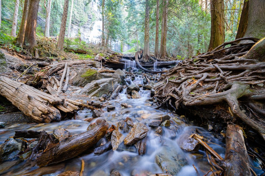 Stream flowing on wood in forest