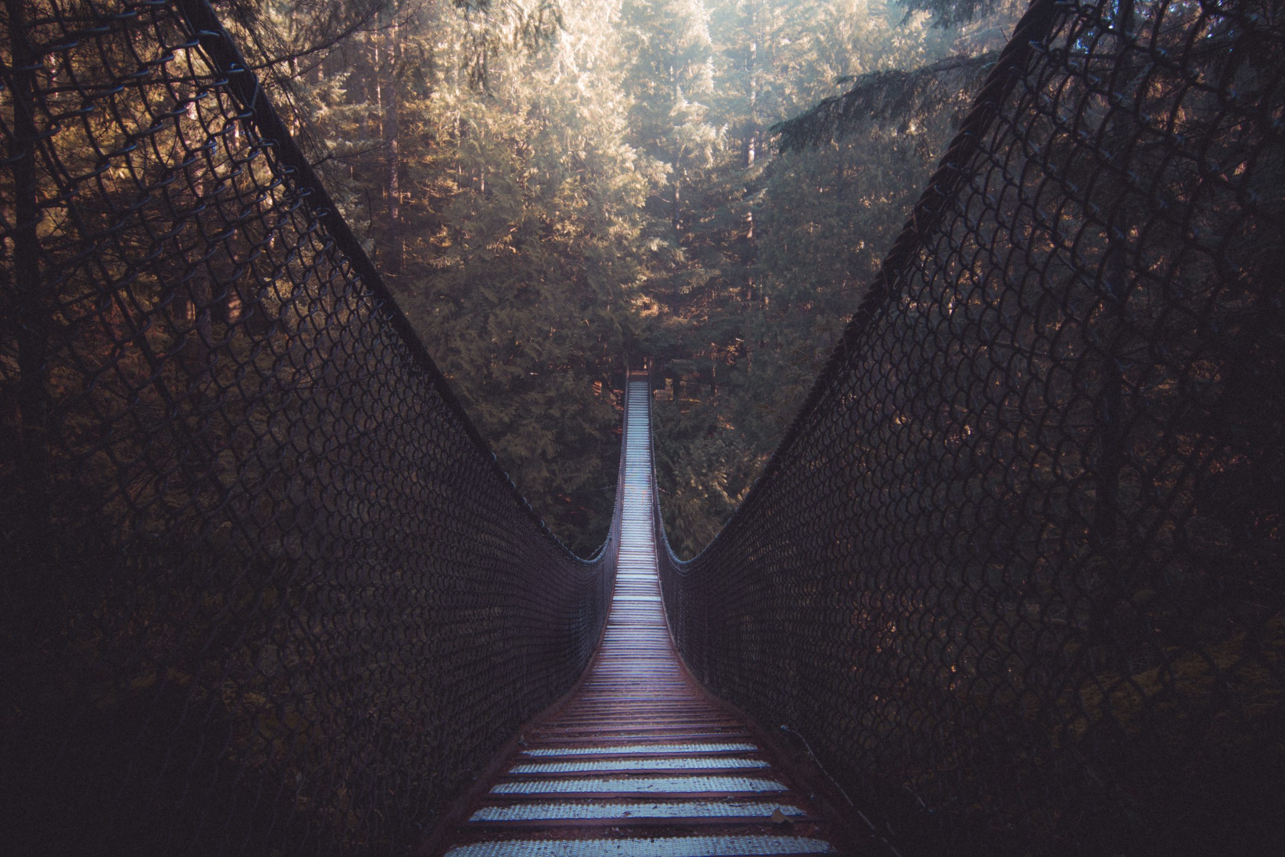 suspension bridge in coniferous forest in sunny weather Royalty Free Stock Photo for Download