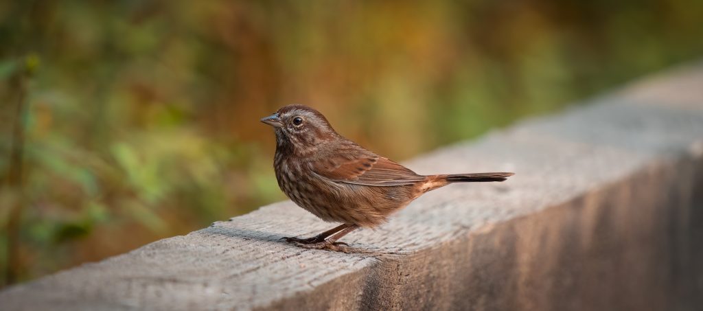 Tiny sparrow sitting on wooden plank