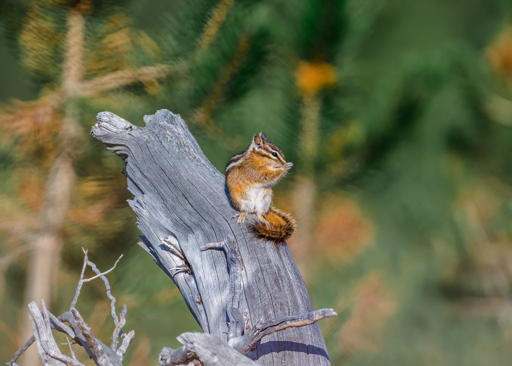 Tiny squirrel sitting on log