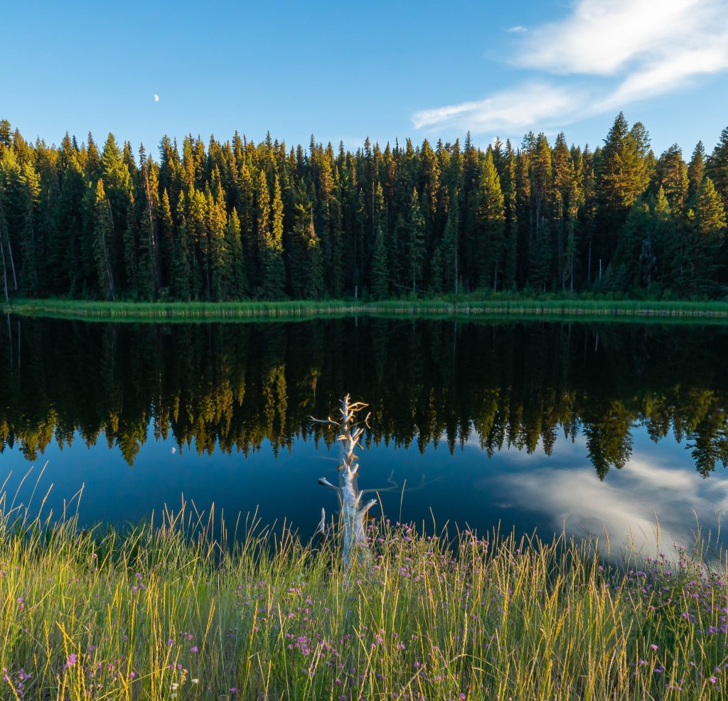 Trees near lake