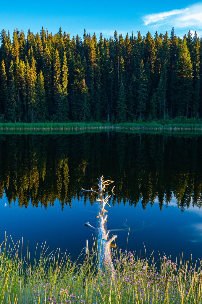 Trees reflection over the placid lake surface