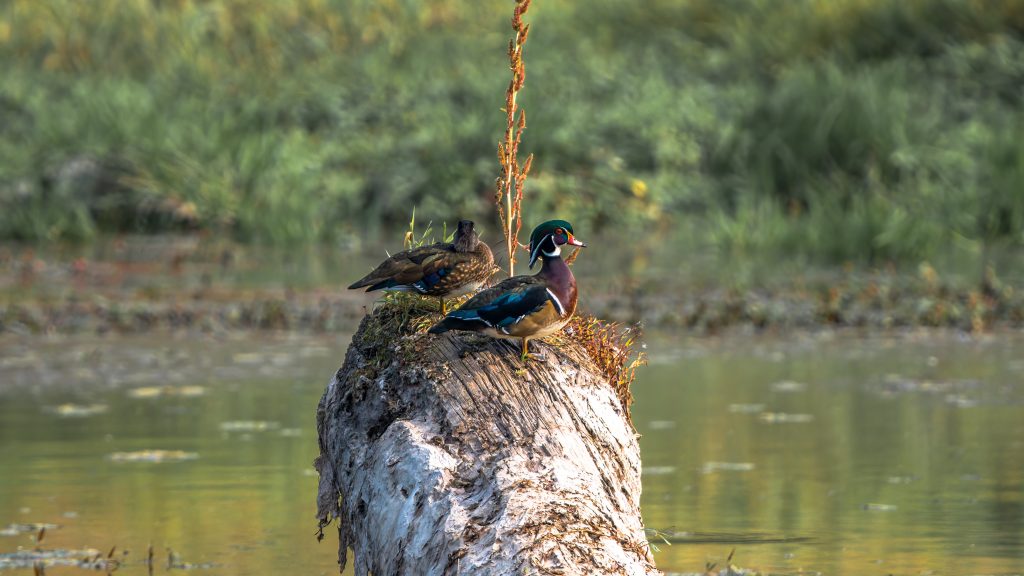 Two wood ducks on brown tree trunk