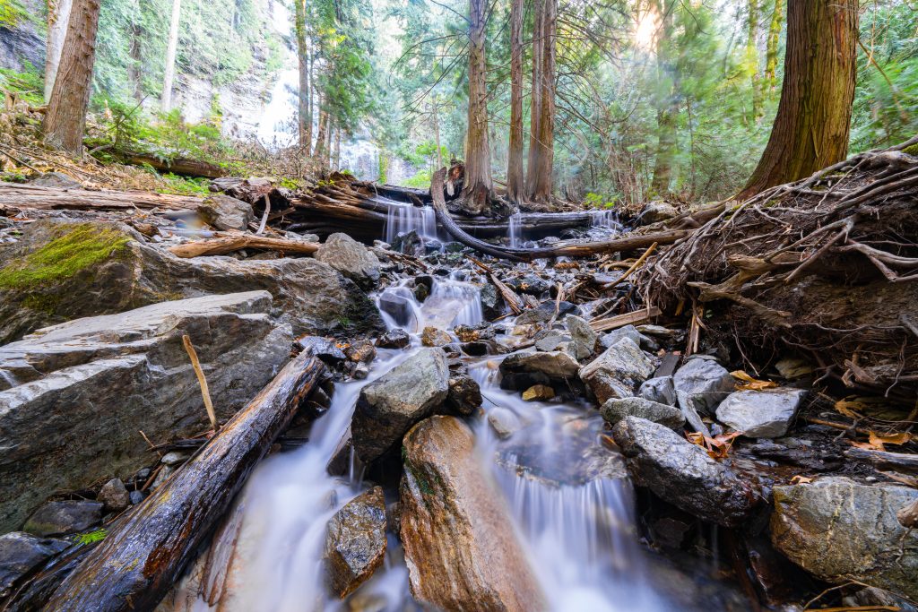 View of a stream in a forest