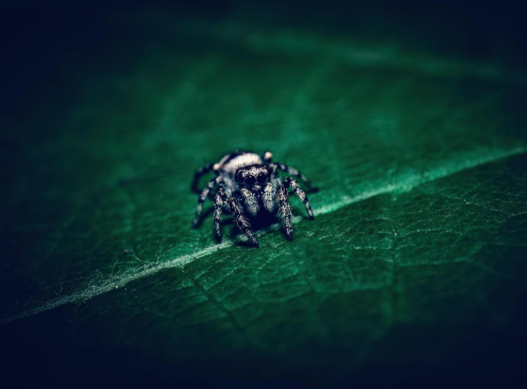 Zebra jumping spider on leaf