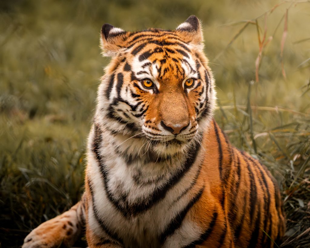 Tiger Laying in Grass