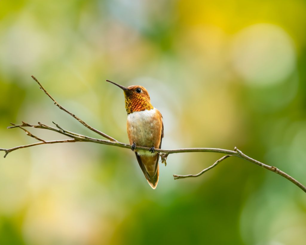 Graceful Rufus Hummingbird Perched on a Branch: A Stunning Display of Nature’s Colors Download Free Stock Photo in High Resolution